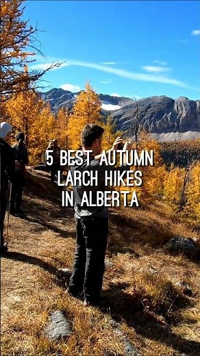 Don't Miss These Autumn Larch Hikes #hike #hiking #hikingtips #banff #alberta #larch