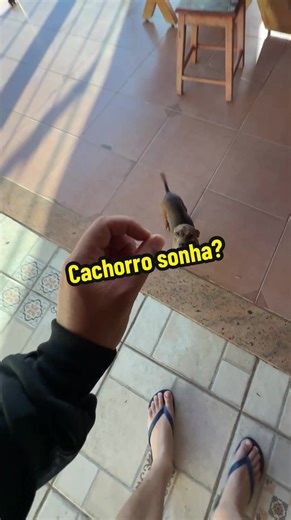 Cachorro Sonha? Descubra a Verdade Sobre os Sonhos Caninos