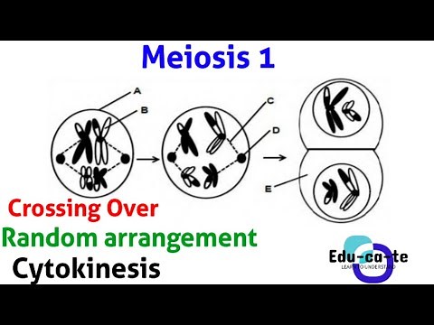 Meiosis - The process (1st meiotic division)