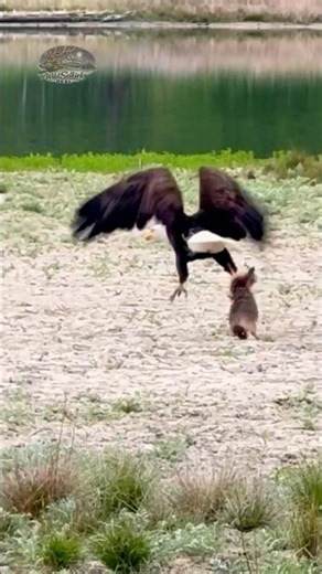 Giant Bald Eagle Takes Down Prey | The Bird of Prey Landed With Its Kill