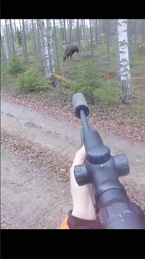 Hunting a big moose at very close #hunting #chasse #moose #deer