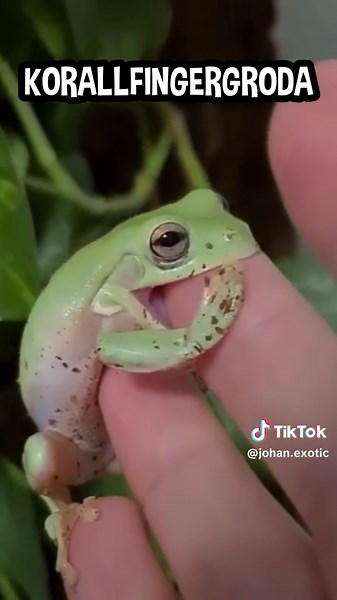 Detta är en korallfingergroda och är ett roligt husdjur med mycket personlighet! De är väldigt mat-aggressiva så de är riktigt roliga att mata! Följ följ om du älskar grodor! #groda #korallfingergroda #exotiskadjur #fördigpage