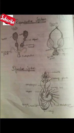 Reproductive System And Digestive System Of insect | #zoology #insects #reproductivesystem #medical