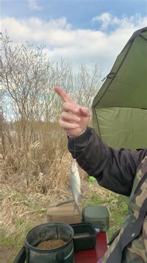 Lake. Feeder fishing in spring #feederfishing #springfishing #fishing