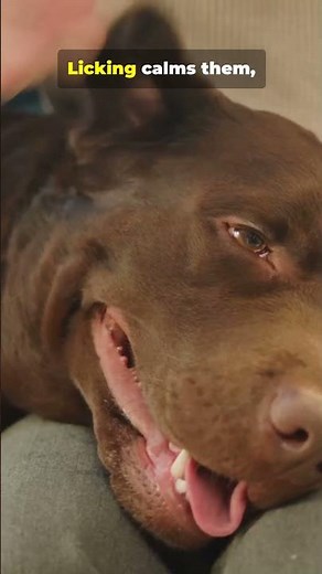 Dog Licks: Affection or Warning?