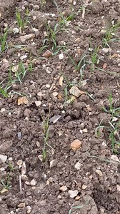 Can you spot the surface find? And how quickly can you spot it? #metaldetectinguk #history #detectorists #metaldetectingfind | The Metal Detectives Group