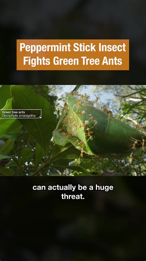 The peppermint stick insect uses a unique blend of chemistry and camouflage to survive the ruthless predators in Australia's ancient Daintree Rainforest. But will its self-defense solution be enough to fight off the tenacious green tree ants? Head to the link in our bio to learn more.