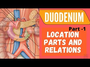 Duodenum Part-1: Location, Parts & Relations [World of Anatomy]