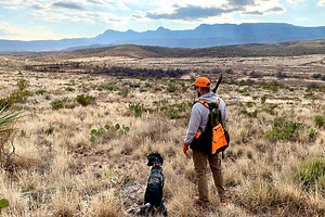 Plan a Quail Hunt With an Outfitter First, Then a DIY Trip Second