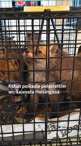 Helsingissä epäiltiin rottaongelmaa, wc-kaivosta löytyikin ketun poikasia! 🦊 Helsingin pelastuslaitos pelasti seitsemän suloista ketun alkua helsinkiläisen liikehuoneiston tiloista. Kiinteistöpäällikkö kertoo MTV Uutisille, että hän ei ole nähnyt urallaan mitään vastaavaa. 👀😵 – Mitä mä nyt kollegoiden kanssa puhuin, niin ei heilläkään ole koskaan vastaan tullut tällaista. Pelastuslaitos vei pennut Korkeasaareen hoitoon ja tutkittaviksi. Kaivosta löytyi harmillisesti myös muutama menehtynyt po