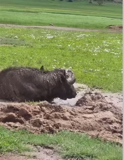 Buffalo Enjoying a Playful Mud Bath in African Wilderness