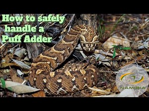 How to safely handle a venomous puff adder