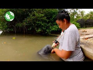 Manatees in Crisis in Belize - Narrated by Meryl Streep | VR180 | Ocean Conservation