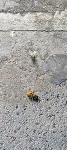 28K views · 97 reactions | Wasps are one of the worst inventions ever. Glad we don't have to deal with them in the winter. | CMcalgary | Facebook