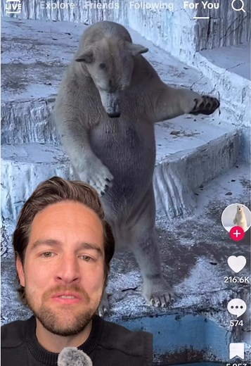 Polar Bear Suit Mystery: Real or Costume?