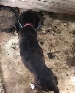 5.4K views · 109 reactions | UPDATE: Fosters have been found. ...