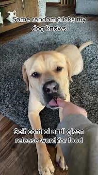 Impressive Canine Tricks: Watch This Clever Dog Perform Amazing Feats!#DogTricks