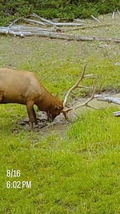 It looks like the velvet is coming off! • This video is from one of my trail cameras on 8/16, and the bull has velvet still hanging on his antlers. A smaller bull was at the same wallow just before this one, still in full velvet. • But it won't be long now! #Elk #ElkHunting #Bowhunting #TrailCam #ElkSeason #Wallows | Corey Jacobsen, Elk Hunter