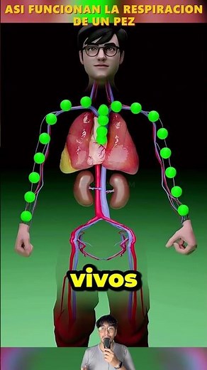 Asi funciona la respiración de los peces