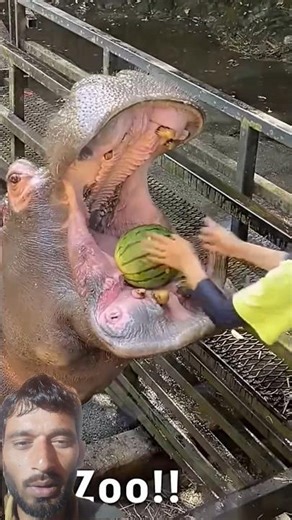 You Won’t Believe How Friendly These Zoo Monkeys Are! 🐒😱 #shorts #viral