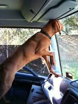 Hungarian Vizsla ATTACK DOG breaks truck window to get out!