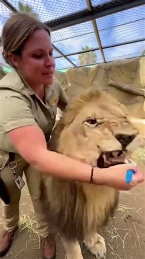 The Zoo keeper brushing the Lion teeth, what happened next will shock you.