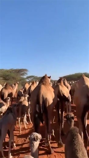 Sirba Gaalaa - Borana Traditional Song