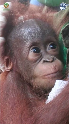 Baby Orangutan Comforted by Their Rescuer #animals #cuteanimals #wildlife #orangutans