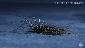 The Great Wild Indoors – Spider vs. Centipede
