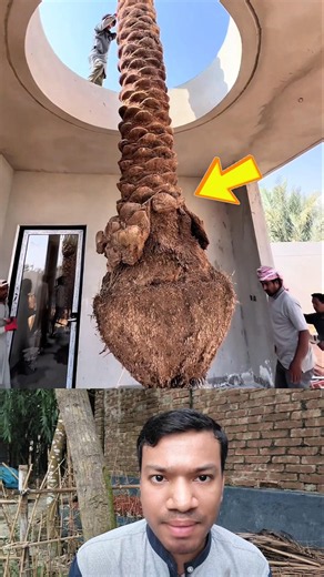 Why Arab Homes Have Date Palm Trees 🌴