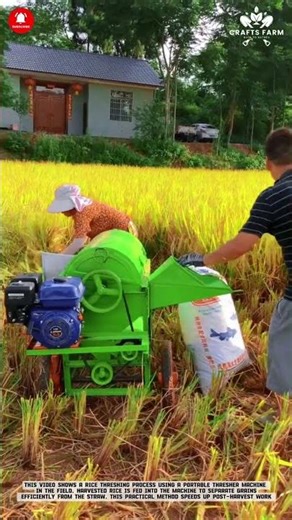 Rice Threshing: Portable Machine Separating Grain from Fresh Harvest