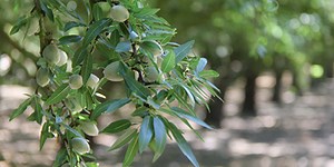 Almonds - Duarte Nursery