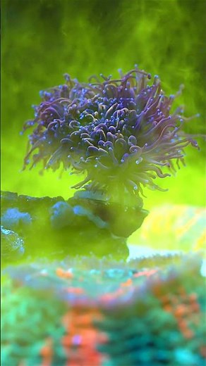 Happy corals fed by Reef Energy Plus!