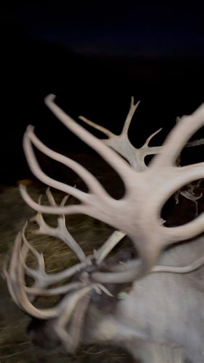 33K views · 1.1K reactions | ✨ Reindeer Zoomies ✨ The sun may have set, but the fun sure hasn’t! 歷 Our reindeer had the post-sunset zoomies last night— running, kicking, breathing hard, and loving every minute of it. Pure joy in motion at Reindeer Acres! ❄️ #ReindeerZoomies #ReindeerAcres #ChristmasMagic #ReindeerFun #NorthPoleTraining | Reindeer Acres | Facebook