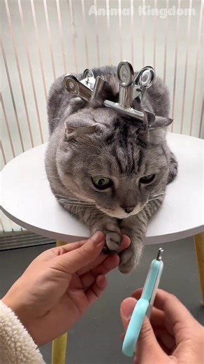 I’m 90% sure cat is an alien 😼 #shorts #funnyanimals #pets