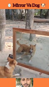 554K views · 3K reactions | Super Funny Mirror Prank on Dog | Hilarious dog reaction to mirror | Ar'u Gaming | Facebook