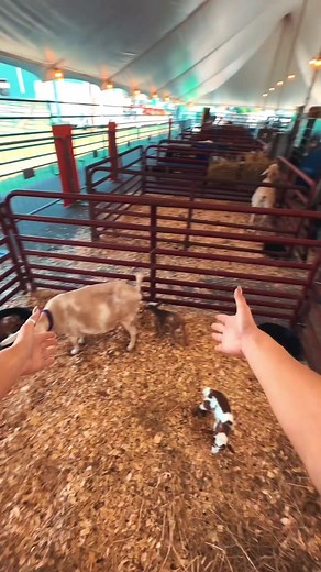 7K views · 124 reactions | Come see these new babies at the Birthing Barn!  The Wedding Barn and Event Venue at Likazoo | Wilson County Fair - TN State Fair | Facebook