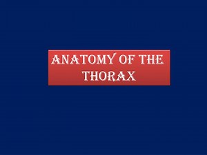 PPT - Anatomy of the Thorax PowerPoint Presentation, free download - ID:2316682