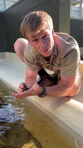 First Ever Hatching of the Rare Irwin's Turtle at Australian Zoo