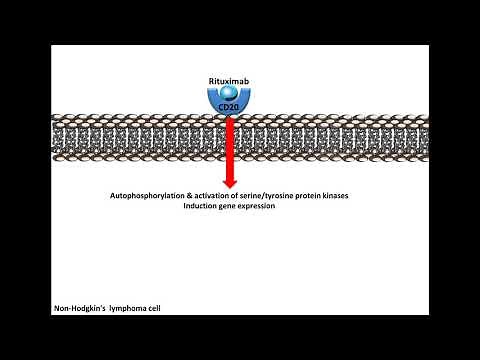 Rituximab - Mechanism of Action