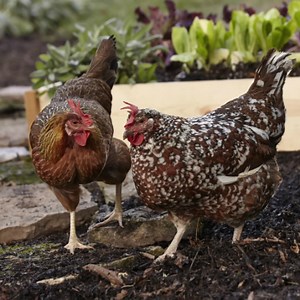 How to Safely Introduce New Chickens to Flock| Purina Animal Nutrition