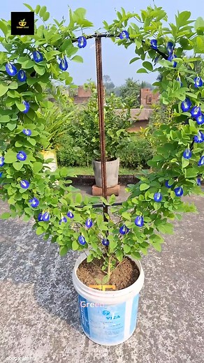 172K views · 2.7K reactions | Butterfly Pea Flower | Green Gold | Facebook