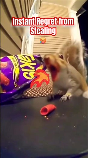Squirrel Steals Takis and Instantly Regrets It 🐿️