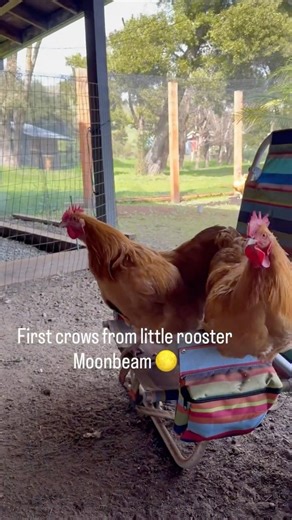 First Rooster Crows 🐓💛