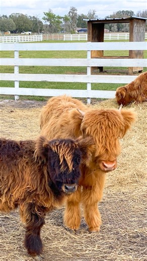 🐮✨ CUTEST DAY TRIP EVER?! ✨🐮 Head to UNATION 📲 to plan your visit and discover more of what’s new in and around Jacksonville! The Fluffy Cow Cafe offers guided animal encounters where you can meet and interact with adorable Highland cows and their friends! 😍 Even better? Your visit directly supports sanctuary efforts and conservation initiatives! 🤩 And, these calm, small group interactions are based in education and respect for the animals. 🤍 Spots fill up quickly, so be sure to book your 