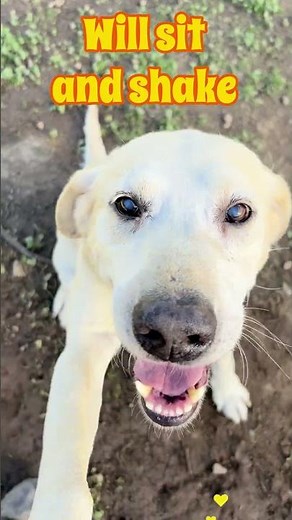 💛Sweet senior Labrador Yellow💛needs rescue! Bradshaw Shelter Sacramento, CA