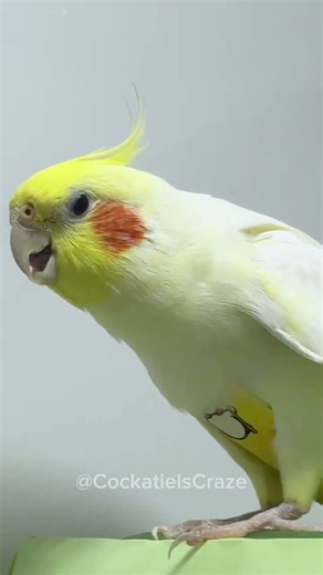 Mastering the Melody: Jerry the Cockatiel's Stunning Vocal Performance