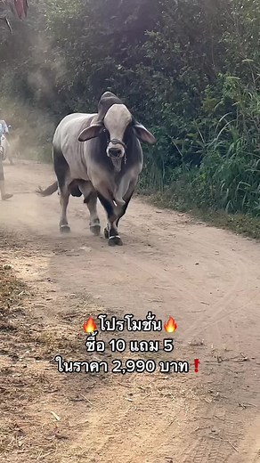 ระยะเวลาโปรโมชั่น 25-27 มกราคม นี้เท่านั้น 😊 #CapCut #อเมริกันบราห์มันเลือดร้อย #น้ำเชื้อรวมเพศ #พ่อพันธุ์วัวเทา #ขึ้นฟีดเถอะ #คิดดีแอนนิมอลส์แอนด์ฟาร์ม #น้ําเชื้อวัว #วัวสวยงาม #บราห์มันเลือดร้อย💯💯