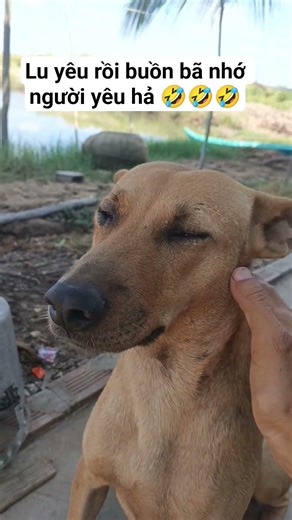 Nhìn lu buồn bã ai biết lu buồn hả lu 😂🤣 #pets #dog #yeulu #animals