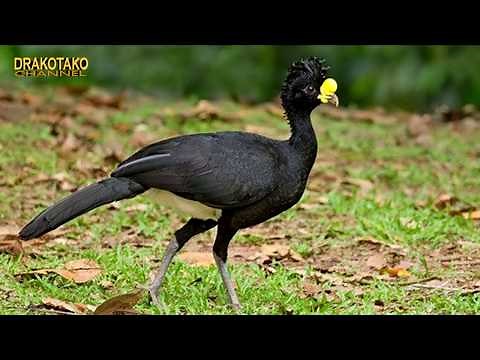 TOP 10 AVES MÁS INCREÍBLES DEL MUNDO